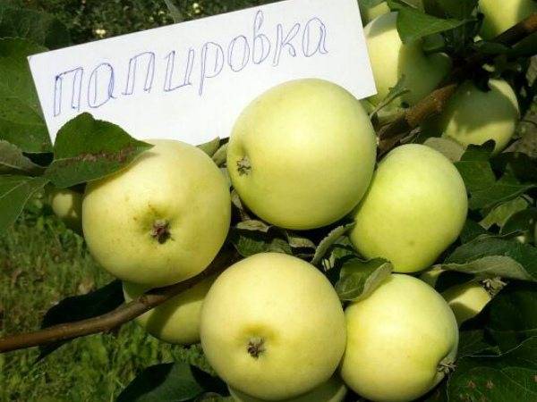 Папировка