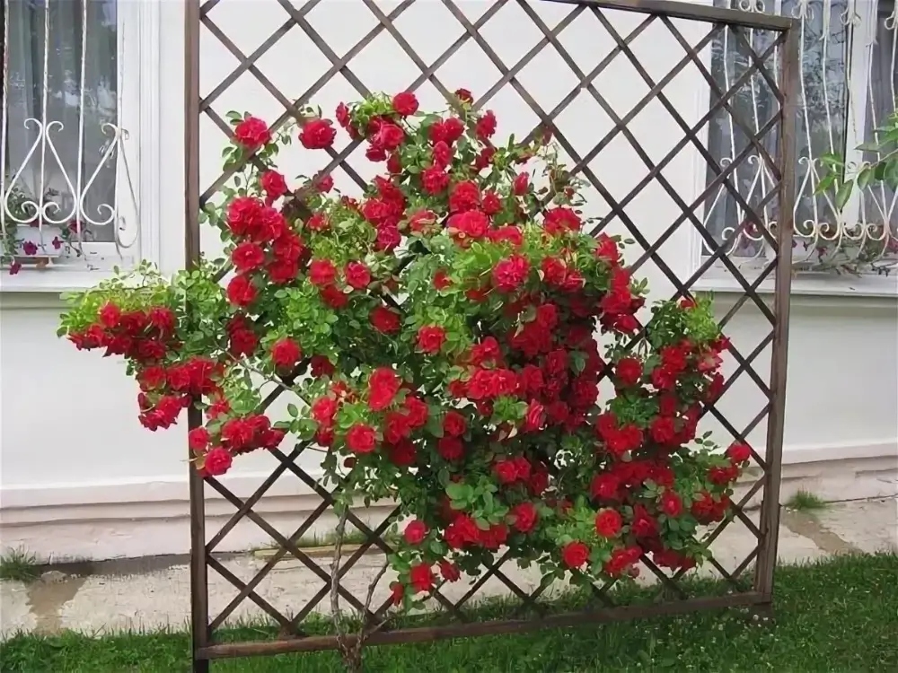Шпалера из дерева для плетистой розы